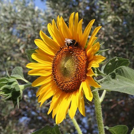 Sunflower สปลิท ภายนอก รูปภาพ