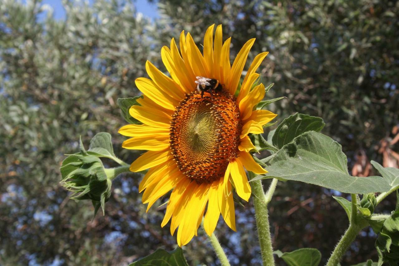 Sunflower สปลิท ภายนอก รูปภาพ