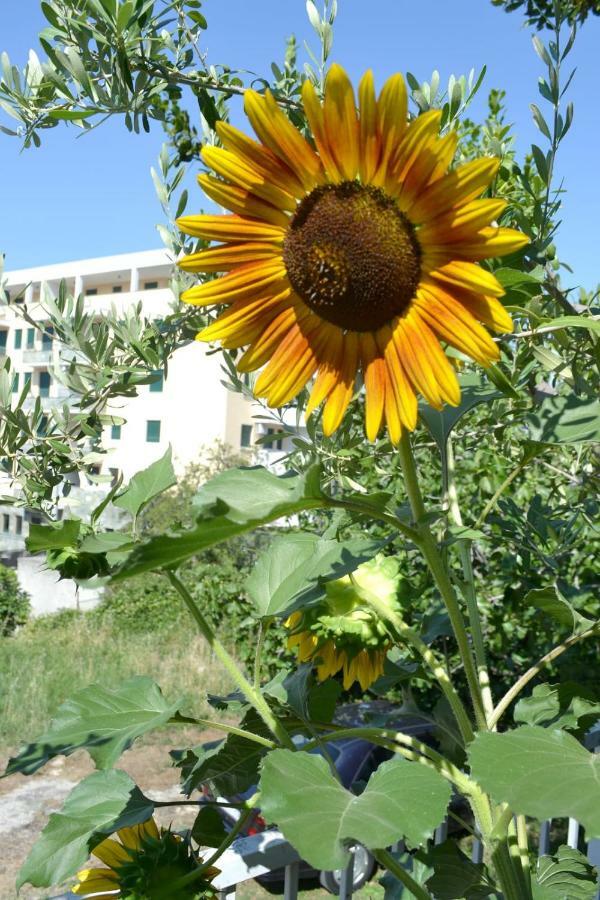 Sunflower สปลิท ภายนอก รูปภาพ
